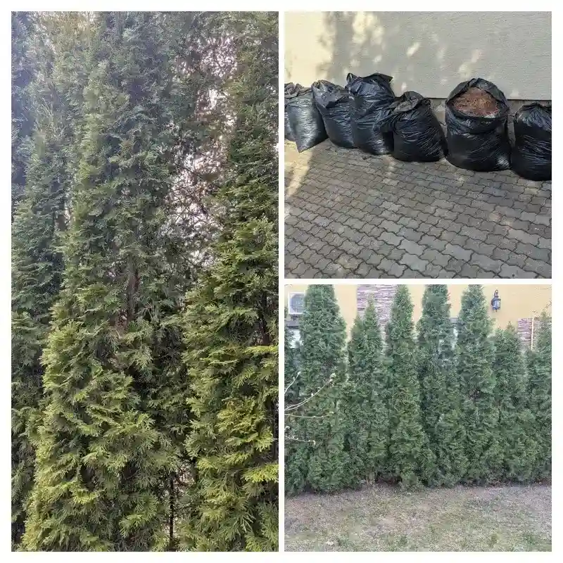 Восстановление туй в г. Клин